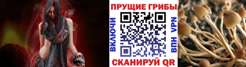 Псилоцибиновые грибы Cubensis  Юрюзань 